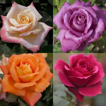 Collection rosiers grands acteurs