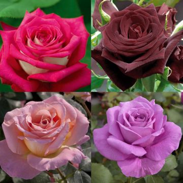 Collection rosiers coloris d'exception