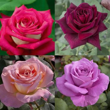 Collection rosiers coloris d'exception