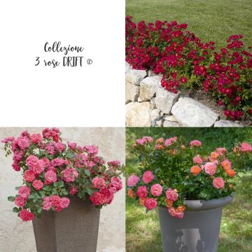 Collection 3 rosiers DRIFT ®