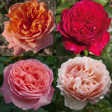 Collection 4 rosiers romantiques parfumés