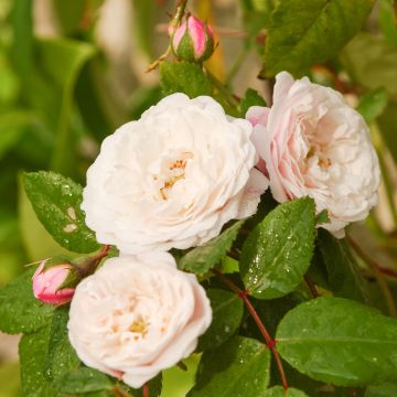 Rosier grimpant liane Félicité-Perpétue, plantes grimpantes Meilland Richardier