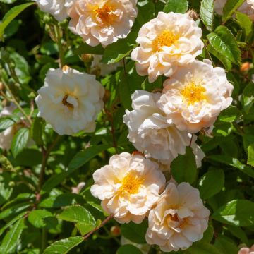 Rosier grimpant liane Ghislaine de Féligonde, plantes grimpantes Meilland Richardier