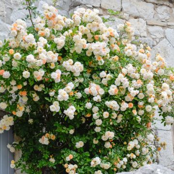 Rosier grimpant liane Ghislaine de Féligonde, plantes grimpantes Meilland Richardier