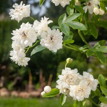 Rosier grimpant liane Banks Purezza