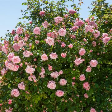 Rosier grimpant liane Paul Transon, plantes grimpantes fleuries Meilland Richardier
