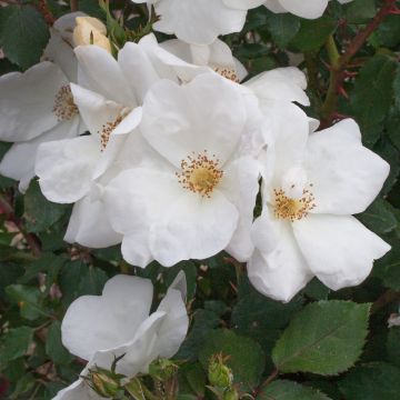 Rosier White KNOCK OUT ® Radwhite