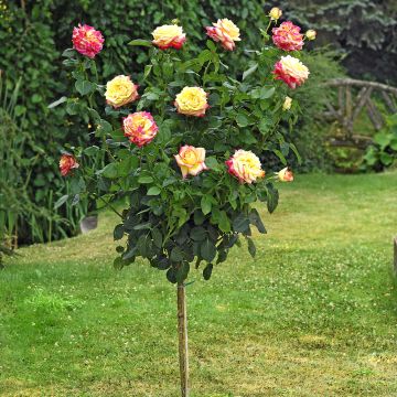 Rosier Tige Oriental PEACE ® Baipeace