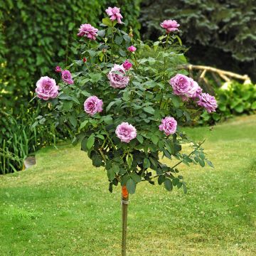 Rosier Tige CHARLES DE GAULLE ® Meilanein