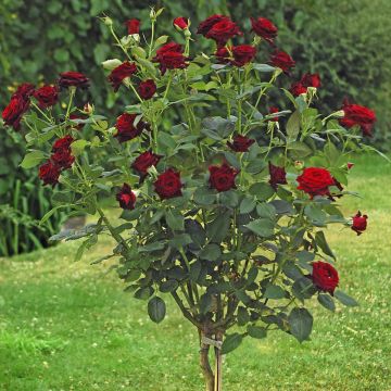 Rosier Tige Black BACCARA ® Meidebenne