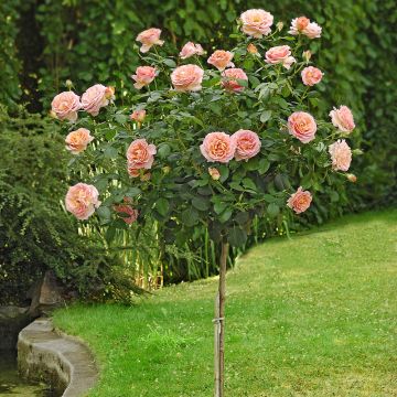 Rosier Tige ELLE ® Meibderos