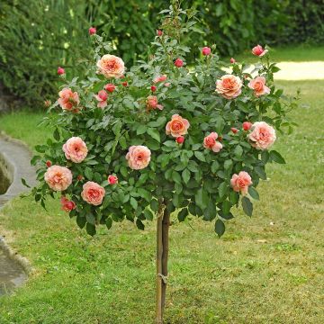 Rosier tige Botticelli