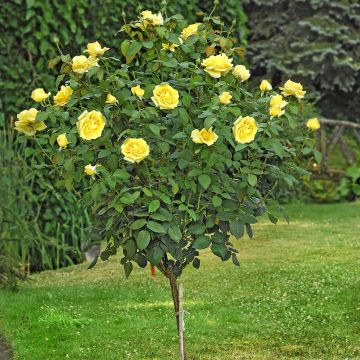 Rosier Tige Golden PERFUMELLA ® Meifazeda