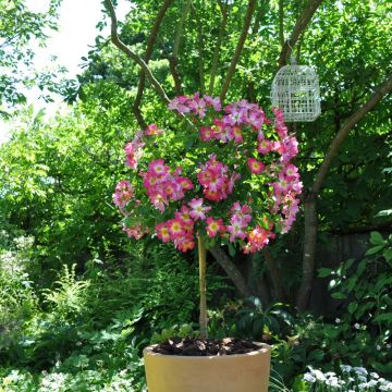Rosier Demi-tige semi-retombant Pink DRIFT ® Meijocos