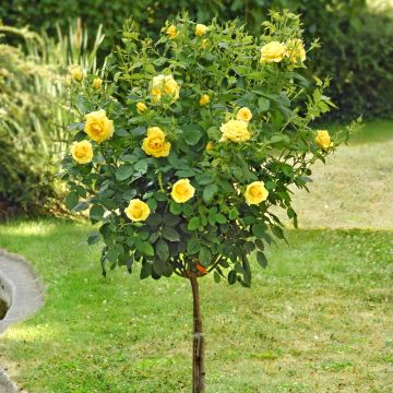 Rosier Demi-tige CARTE D'OR ® Meidresia