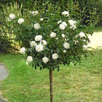 Rosier Demi-tige CARTE BLANCHE ® Meibarum
