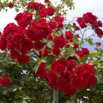 Rosier Pleureur Scarlet MEILLANDECOR ® Meikrotal