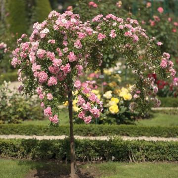 Rosier Pleureur SCHUSS ® Meiliaxi