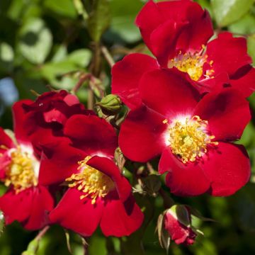 Rosier Rouge MEILLANDECOR® Meineble
