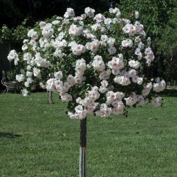 Rosier Pleureur Ice MEILLANDECOR ® Meivahyn