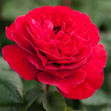 Rosier Jean-Pierre Pernaut ® Meikeneza