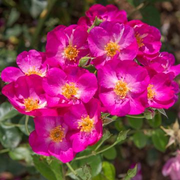 Rosier PRETTY ® Princess Meimauleva