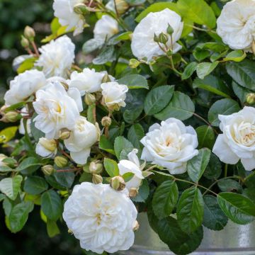 Rosier demi-tige MARINA PICASSO ® Meidyceus
