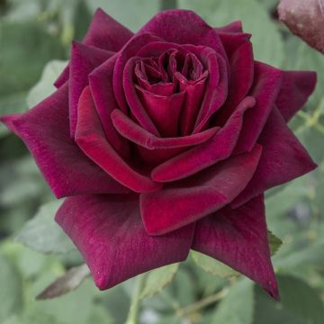 Rosier Black PERFUMELLA ® Meizhoro