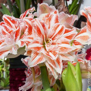 Amaryllis Dancing Queen Amaryllis Dancing Queen