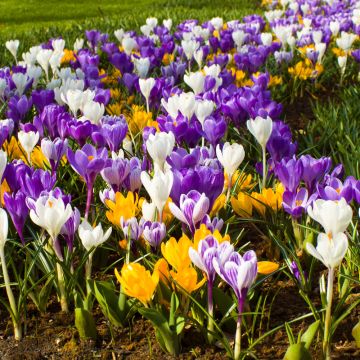 50 Crocus à grandes fleurs en mélange