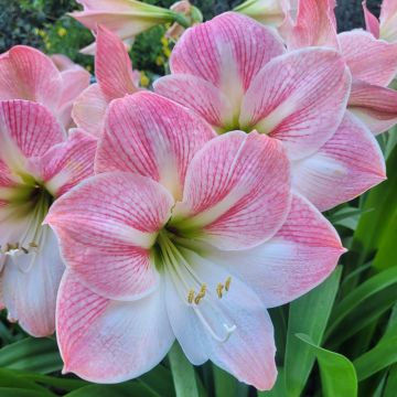 Amaryllis rose Apple Blossom Amaryllis rose Apple Blossom