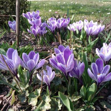 Crocus à grandes fleurs Pickwick