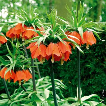 Couronne Impériale Orange