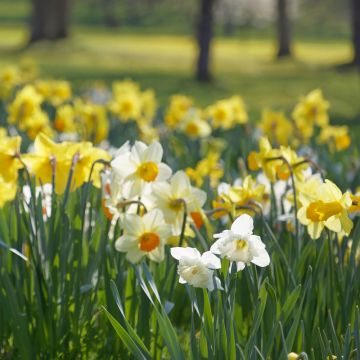 Narcisses simples en mélange