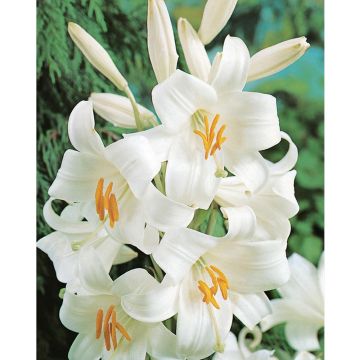 Lis de la Madone, lis blanc ou Lilium candidum