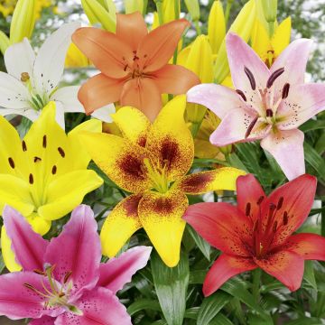 Lys asiatiques en mélange