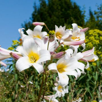 Lys Royal (Lilium regale)