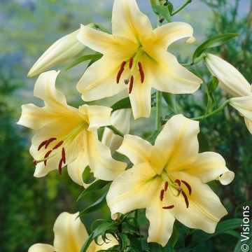 Lys géant ‘Honeymoon’