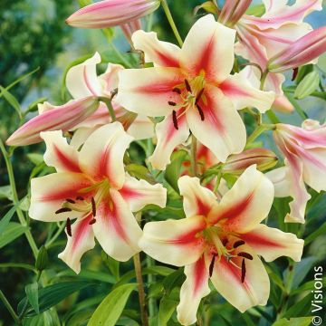 Lys géant ‘Lavon’