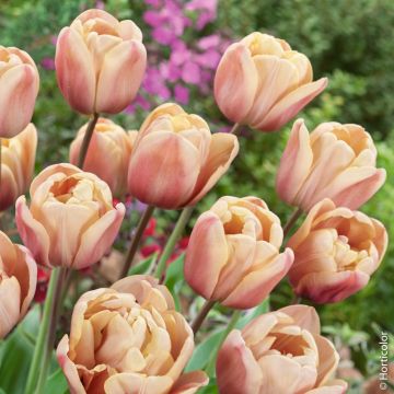 Tulipe double hâtive La Belle Époque