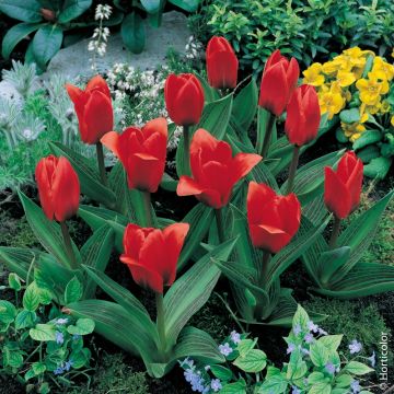 Tulipe botanique Showwinner