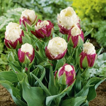 Tulipe double tardive Ice Cream