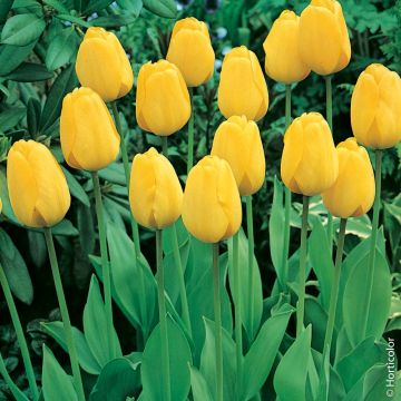 Tulipe Darwin Golden Apeldoorn