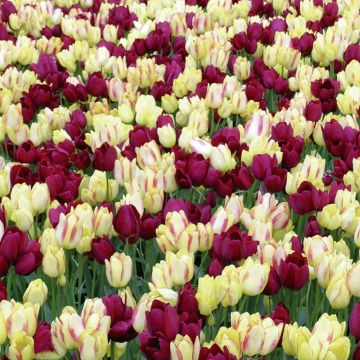 Tulipes tardives mélange Pluriflores