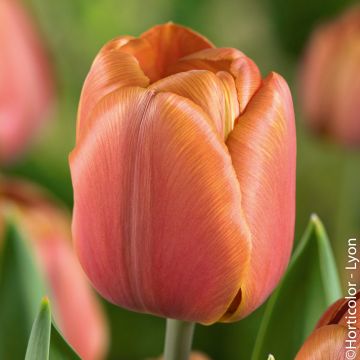 Tulipe simple tardive Brown Sugar