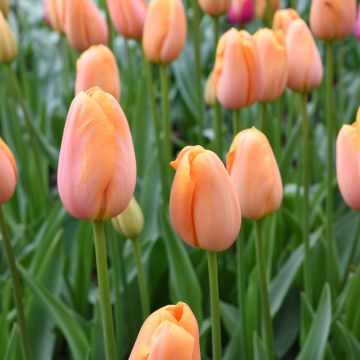 Tulipe Dordogne