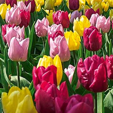 Tulipes Mélange des Princes