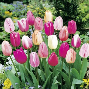 Tulipes Triomphe pastel en mélange