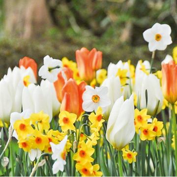 Assortiment Napolitano : tulipe jonquille narcisse