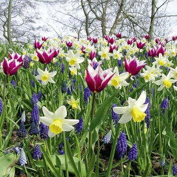 Assortiment champêtre : tulipe muscari narcisse